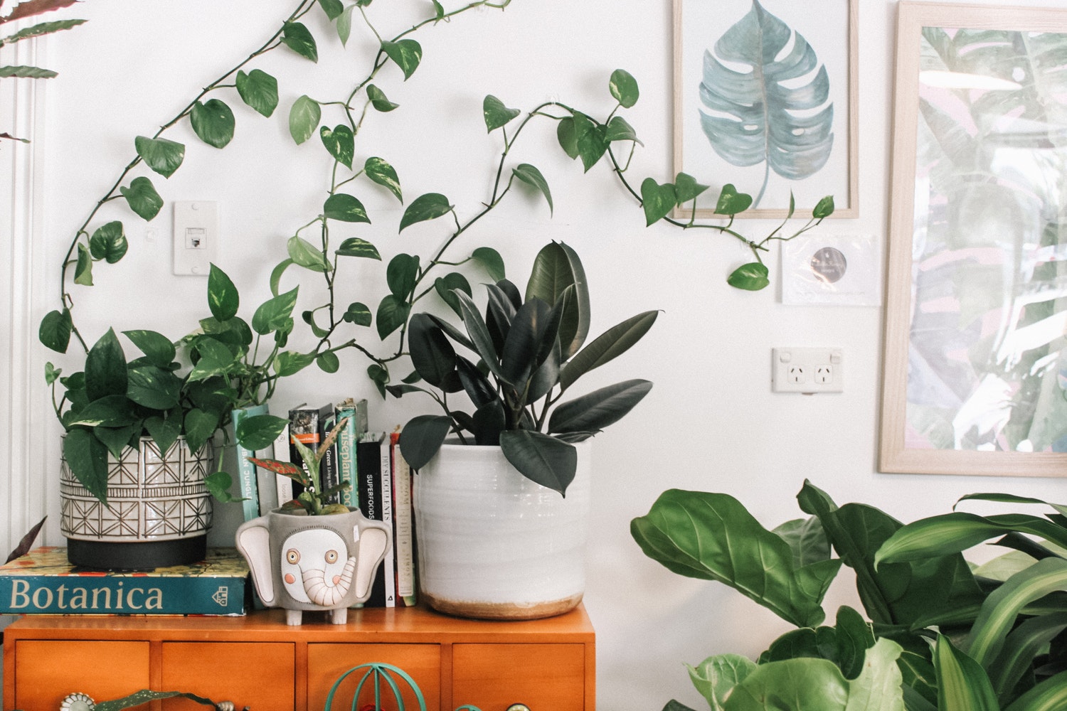 pothos, rubber tree plant and a fiddle leaf fig on an orange table with plant art surrounding them