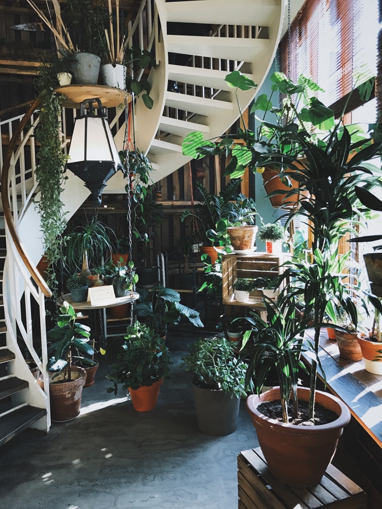 a plethora of greenery and plants in a well-lit room around a spiralizing staircase