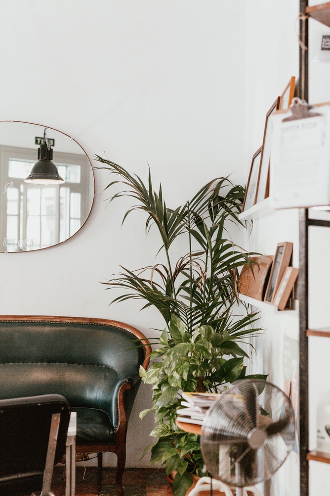 a fully grown palm plant with a varigated pothos in a living room with a black leather chaise, a wall mirror and shelf