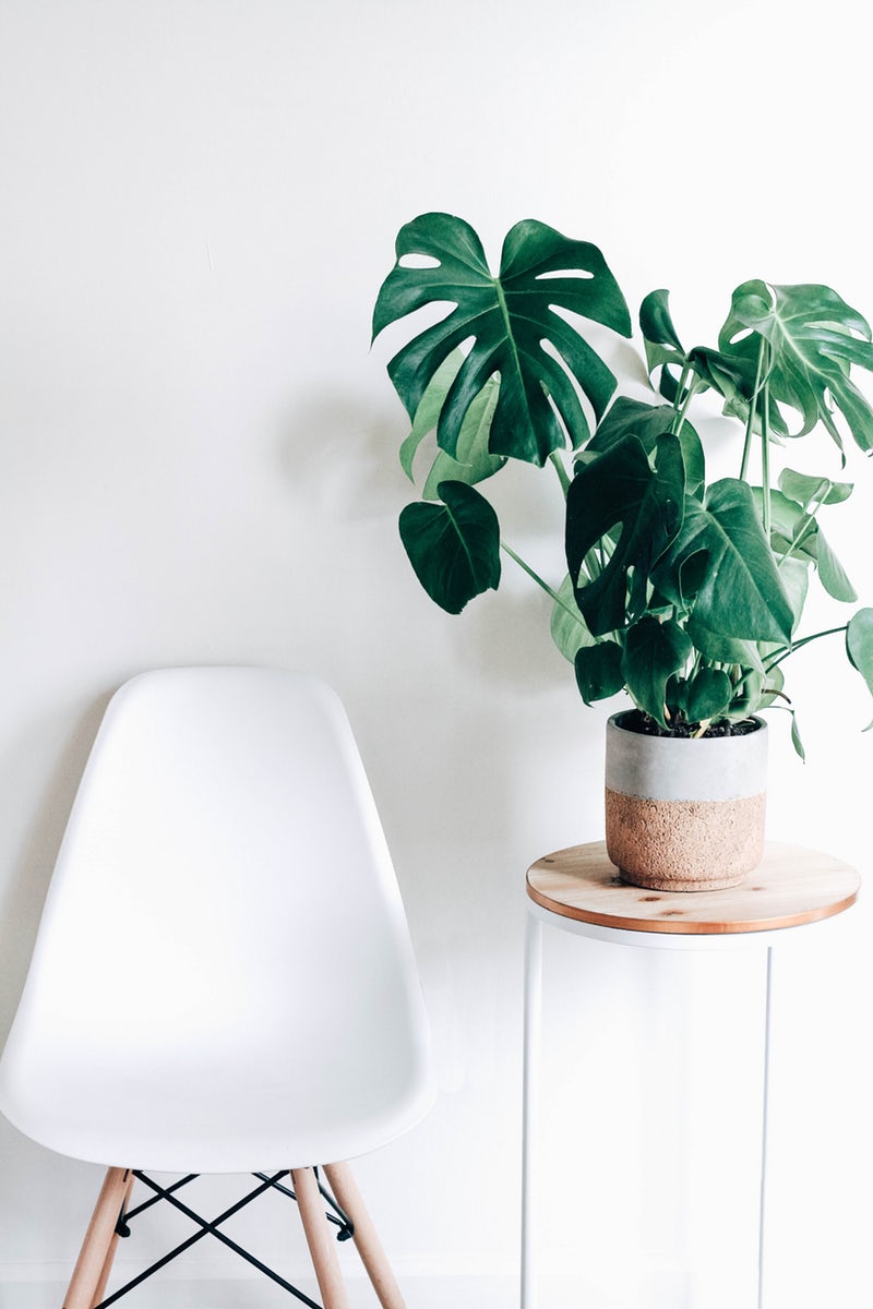 a medium sized monstera potted in a cement planter on a plant stand beside a white mid-century chair