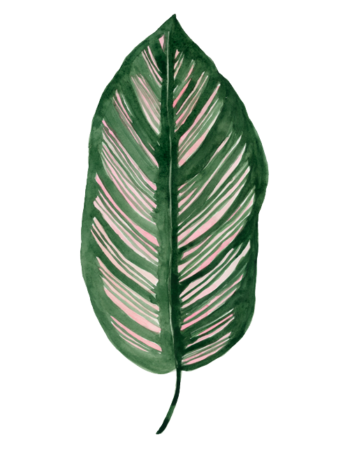 a calathea ornata leaf