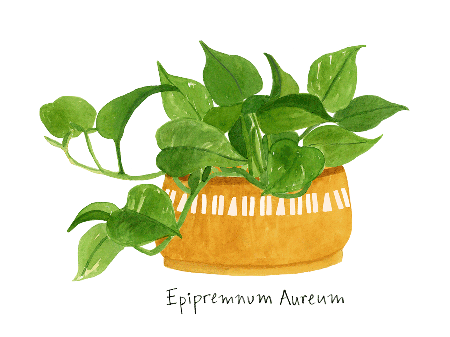 pothos plant in a gold planter with white stripes