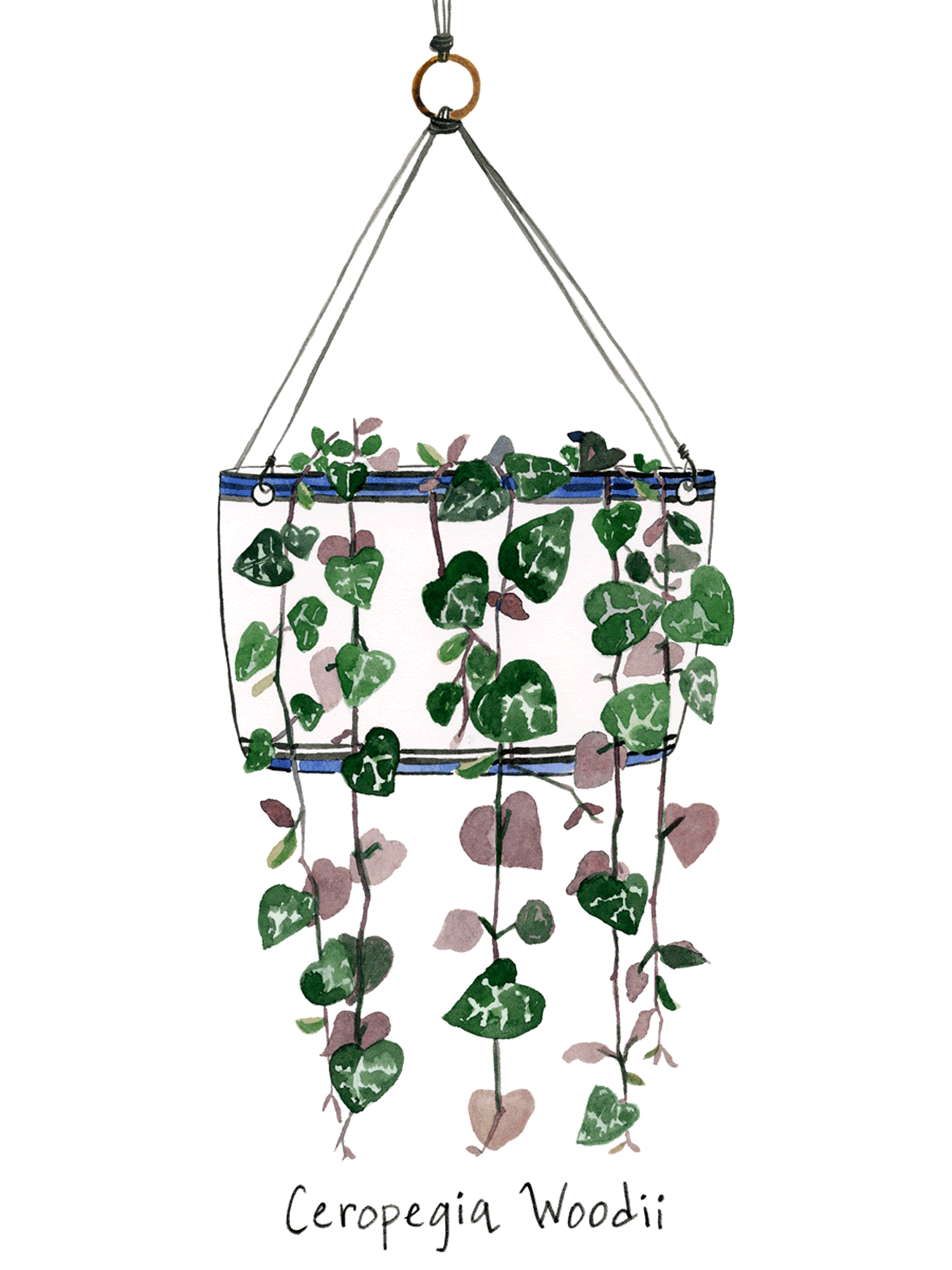 a string of hearts plant hanging from a white and blue planter