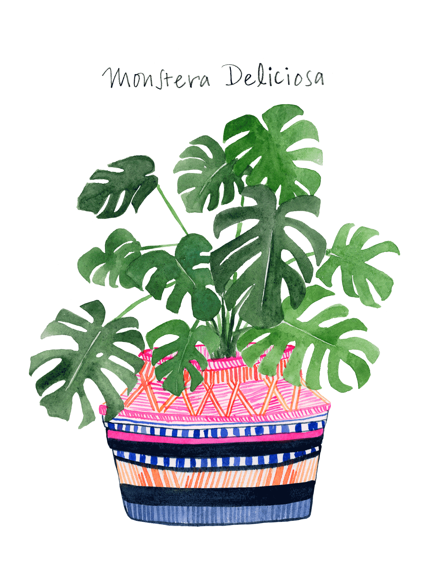 a fully-grown monstera plant in a hot pink basket with different coloured patterns