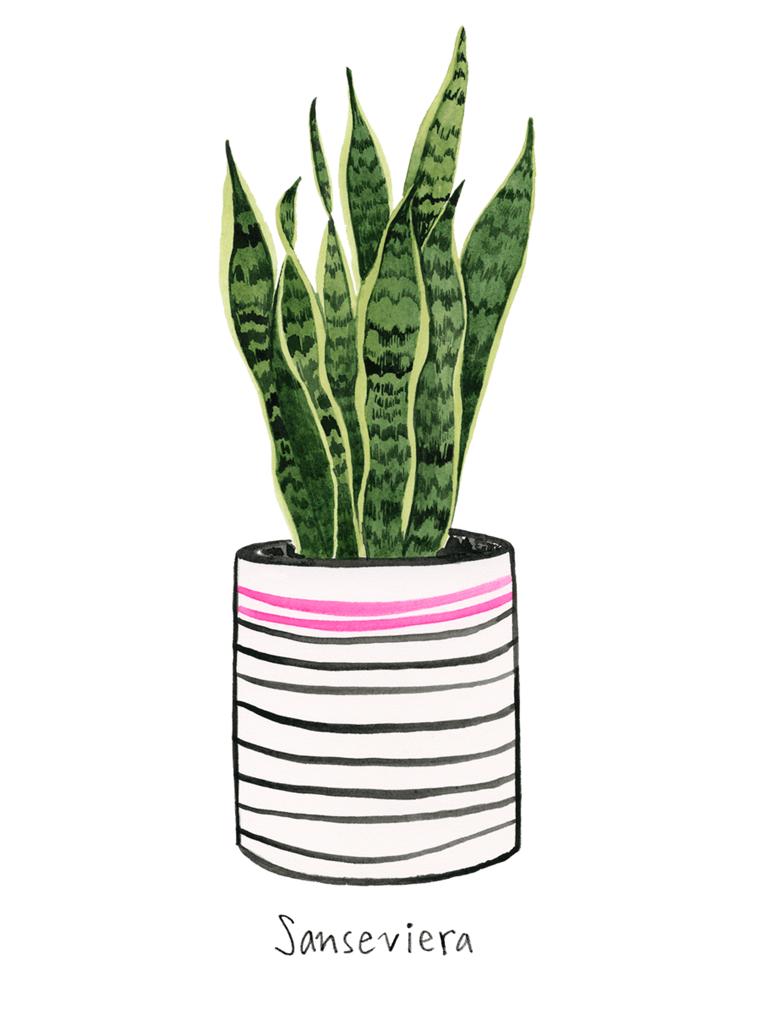 a snake plant in a hot pink and cream planter with black horizontal lines going down it